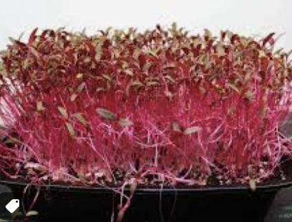 Fenugreek & Amaranth microgreens